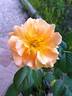 DPG-2016-11-1_S1 rose photo