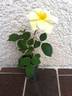 DPG-mop pap 1-1 rose photo