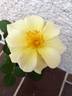 DPG-mop pap 1-1 rose photo