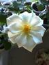 DPG-mop pap 1-1 rose photo