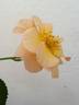 DPG-mop pap 1-2 rose photo