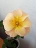 DPG-mop pap 1-2 rose photo