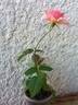 DPG-mop pap 2-1 rose photo