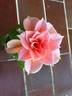 DPG-mop pap 2-1 rose photo