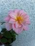 DPG-mop pap 2-1 rose photo