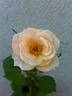 DPG-mop pap 2-4 rose photo