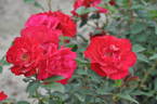 Adelaide Hoodless rose photo