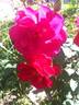 DPG-240215-1X rose photo