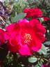 DPG-240215-1X rose photo