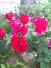 DPG-240215-1X rose photo