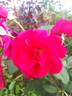 DPG-240215-1X rose photo
