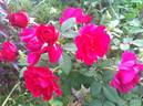 DPG-240215-1X rose photo