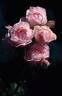 Sweet Victoria rose photo