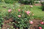 Aromatherapy ™ rose photo