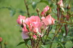 Aromatherapy ™ rose photo