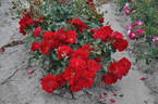 Austriana ® rose photo