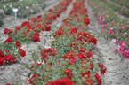 Austriana ® rose photo