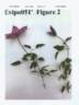 Evipo051 clematis photo
