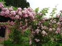 Blush Rambler rose photo
