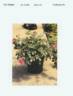 CHEwallbell rose photo