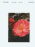 CHEwallbell rose photo