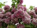 Blush Rambler rose photo