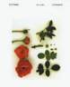 JACelspe rose photo