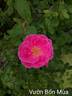 Antoine Ducher rose photo