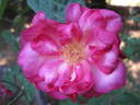 Margaret Blakeley rose photo