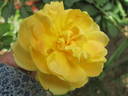 Sunnyside Bob rose photo
