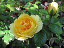 Sunnyside Bob rose photo