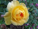 Sunnyside Bob rose photo