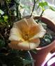 Honey Nectar™ rose photo