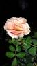 Honey Nectar™ rose photo