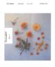POUlcot010 rose photo