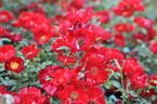 Bassino ® rose photo