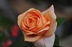 Bengali ® rose photo