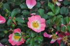 Bienenweide Apricot rose photo