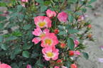 Bienenweide Apricot rose photo