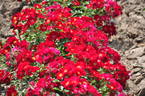 Bienenweide Rot rose photo