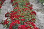 Bienenweide Rot rose photo