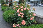 Bonita Renaissance rose photo