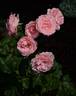 Sweet Victoria rose photo