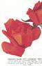 Pechtold Flame rose photo