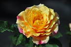 Caramella rose photo