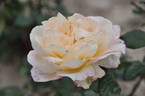 Casanova rose photo