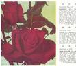 Rouge Meilland rose photo