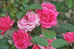 Elmshorn rose photo