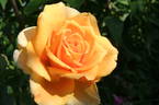 Golden Monica ® rose photo