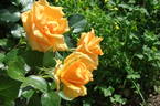 Golden Monica ® rose photo